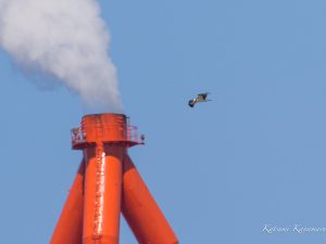 ミサゴ遠すぎる，何度も来たけど　　2023/3/30