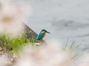 桜満開　カワセミとヒヨドリ　2023/3/31