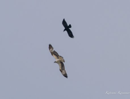 ミサゴ、カラスに絡まれる　高松海岸　2023/3/31