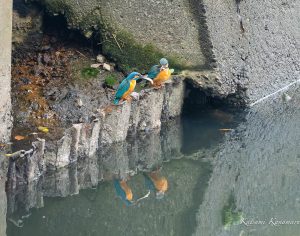 カワセミのペア　お魚のプレゼント　2023/3/25