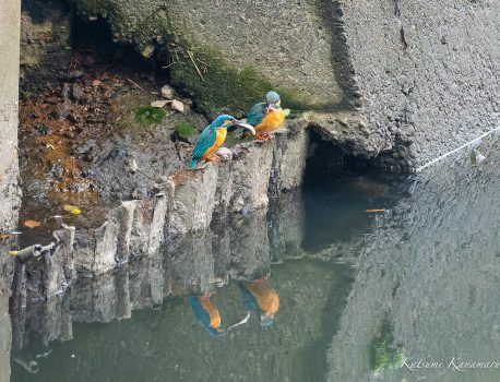 カワセミのペア　お魚のプレゼント　2023/3/25