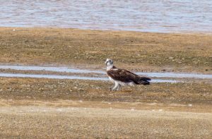 鈴鹿川のミサゴ　2023/3/2