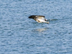 ミサゴの狩り 磯津　2023/3/16