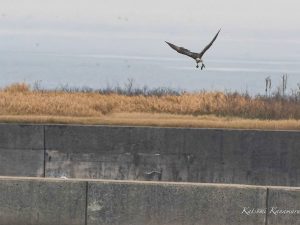 ミサゴの狩り　鈴鹿川河口　2023/3/21
