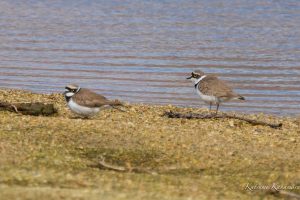 コチドリが立ち寄ってくれた　高松　2023/4/8
