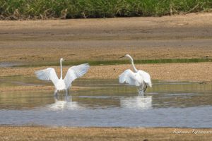 高松海岸　α7M4　SEL200−600mm試写