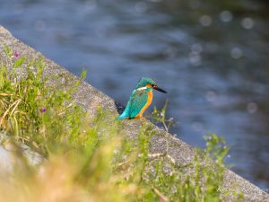 桜が散り始めた　カワセミ、モズなど 2023/4/2
