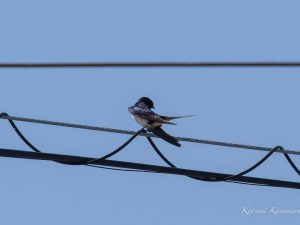 ツバメが渡来　桜の花散り始め　2023/4/4