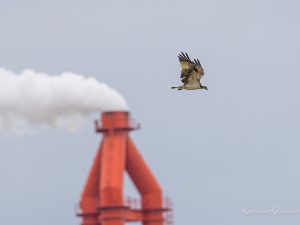 昨日のミサゴがまた出てきた2023/4/5