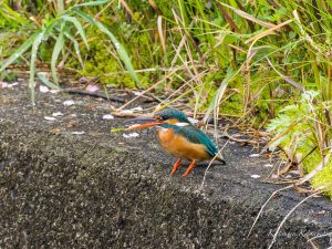 桜散る小川でカワセミなど　2023/4/6