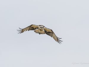 ミサゴの水浴び　2023/4/6