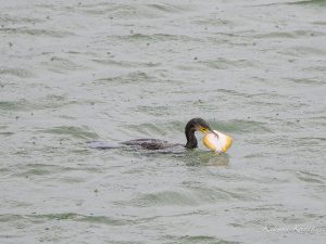磯津鈴鹿川河口　2023/4/12