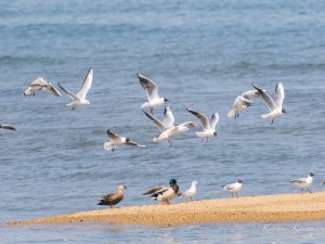 磯津　α7M4 SEL200600mm　試写