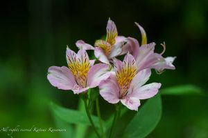 TAMRON 50-400mm F/4.5-6.3　試写　2023/6/11