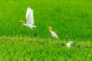 TAMRON 50-400mm F4.5-6.3　水田の野鳥　サギ　2023/6/11
