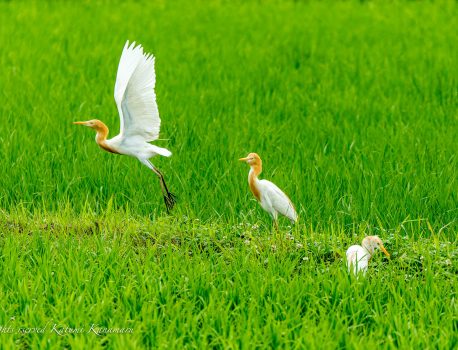 TAMRON 50-400mm F4.5-6.3　水田の野鳥　サギ　2023/6/11