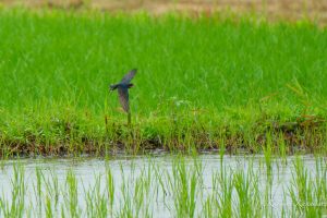 TAMRON 50-400mm F4.5-6.3　野鳥撮影に使えるか