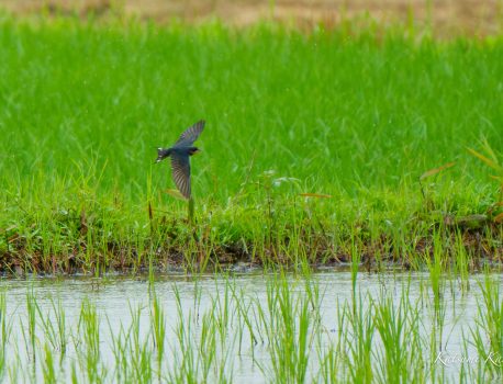 TAMRON 50-400mm F4.5-6.3　野鳥撮影に使えるか