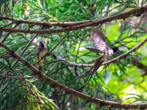 滋賀県湖北管山寺の野鳥　2023/6/13