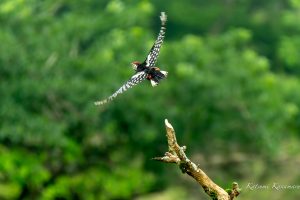 伊吹山の花と野鳥　2023/7/11