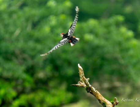 伊吹山の花と野鳥　2023/7/11