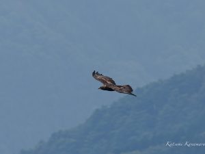 伊吹山のイヌワシ 2023年7月11日