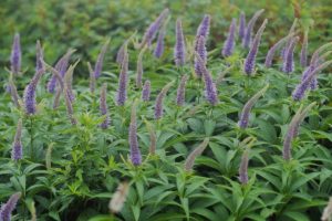 花の山旅　伊吹山　2000年取材