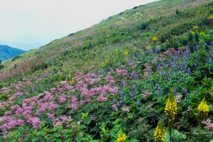 花の山旅　伊吹山の取材　2001