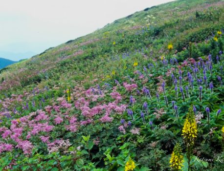 花の山旅　伊吹山の取材　2001