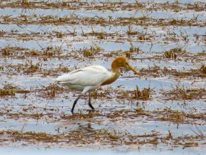 されどコンデジ CANON SH740 2023/8/16