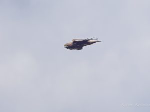 伊吹山の花と野鳥イヌワシ、オオタカ、ヤマドリなど 2023/8/4