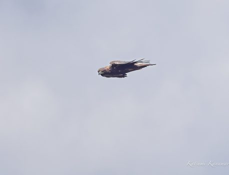伊吹山の花と野鳥イヌワシ、オオタカ、ヤマドリなど 2023/8/4