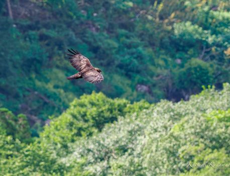 伊吹山　花と野鳥　イヌワシ、ハヤブサ、チョウゲンボウ　2023/8/11