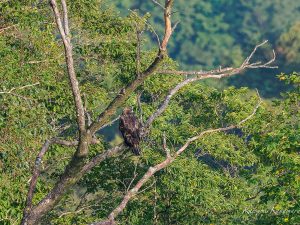 伊吹山　花とイヌワシ　2023/8/21