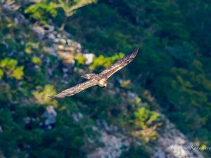 伊吹山のイヌワシ　2023/8/27