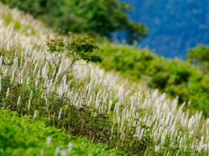 伊吹山花とイヌワシ　2023年8月29日