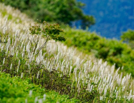 伊吹山花とイヌワシ　2023年8月29日