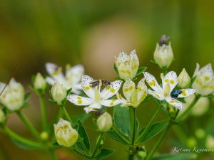 伊吹山の自然　2023/9/5