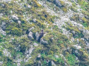 伊吹山の自然とイヌワシ 2023/9/7