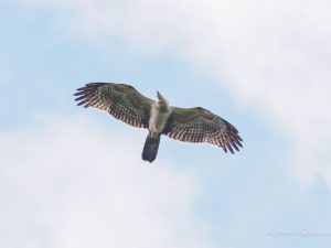 白樺峠タカの渡り2023/9/19
