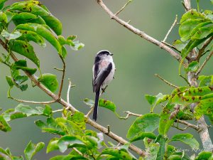 色づき始めた伊吹山で探鳥　2023/9/30
