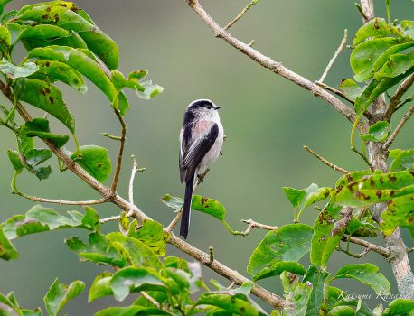 色づき始めた伊吹山で探鳥　2023/9/30