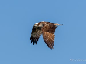 ミサゴの狩り　鈴鹿川河口　2023/10/6