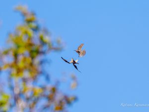 白樺峠　秋のタカの渡り2　2023/10/11