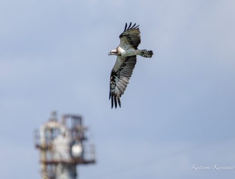 磯津　M.ZUIKO150-400mm F4.5 TC1.25x IS PRO　試写