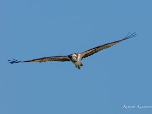 M.ZUIKO150-400mmF4.5でミサゴ撮影 2023/10/18
