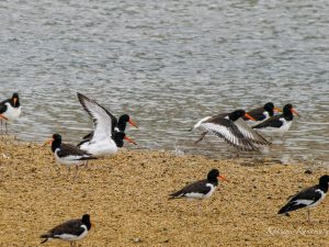磯津と高松海岸2023/10/20