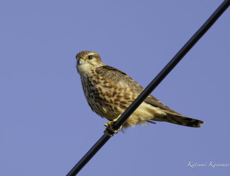 鍋田干拓地で探鳥　2023/11/13