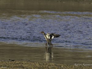 河口で探鳥朝明川2023/11/16