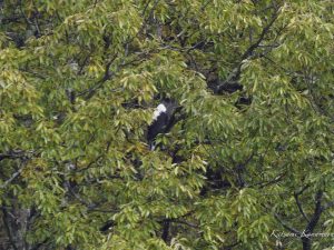 山本山のオオワシ　渡来二日目　2023/11/19